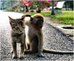 Hai linh đạo với hình ảnh mèo và khỉ