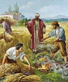 Chờ cho tới mùa gặt (Thứ Bảy tuần XVI Tn;Mt 13,24-30)